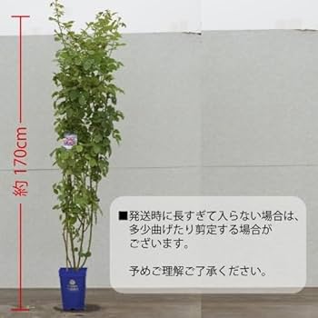 Amazon.co.jp: コフレ長尺7号大苗 鉢植え バラ 薔薇 河本バラ園