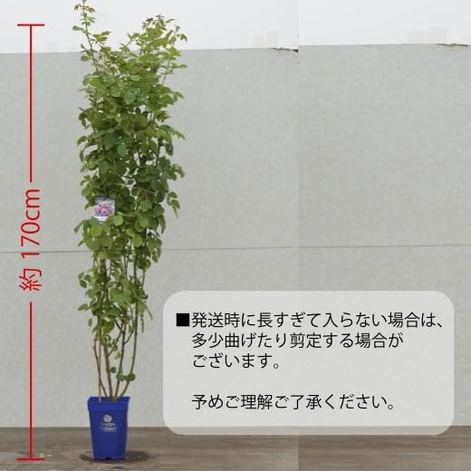 Amazon.co.jp: コフレ長尺7号大苗 鉢植え バラ 薔薇 河本バラ園 大苗 7