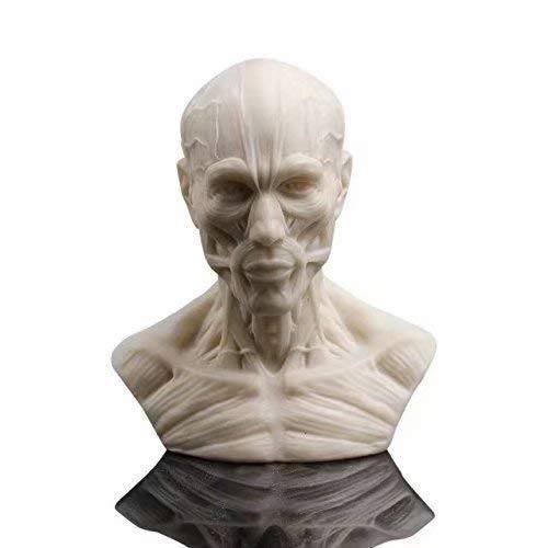 Alkita Human Bust Sculpture Statue Resin Sketch Draw Plaster Cast Artist Model Decor Medical Model Mini Size