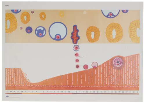 Image of 3B Scientific V2065U Menstrual Cycle and Ovum implantation Chart, without Wooden Rods, Oversize Poster, 33.1 inch Width x 46.5 inch Height