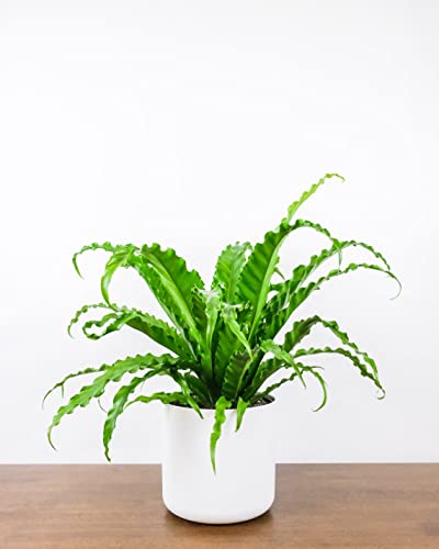 Thorsen's Greenhouse Live Victoria Bird's Nest Fern Plant, Asplenium Nidus, Live Indoor Plant, 4" Diameter Pot Thorsen's Greenhouse Live Victoria Bird's Nest Fern Plant, Asplenium Nidus, Live Indoor Plant, 4" Diameter Pot