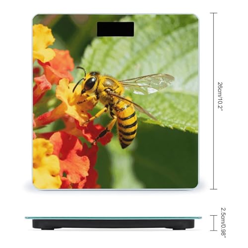 Báscula digital de baño Yellow Bee con pantalla LCD miniatura 2
