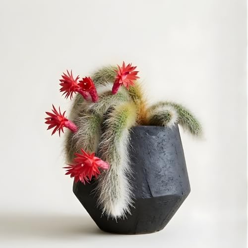Monkey Tail Cactus Live Plant | 7-9 Inch Tall, Rare