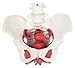Grandeals Model narządów anatomiczny kobiecej miednicy, medyczny anatomiczny - mięśnie dna miednicy i narządy rozrodcze - zdejmowane narządy obejmują macicę, jelita grubego i pęcherz anatomiczny model