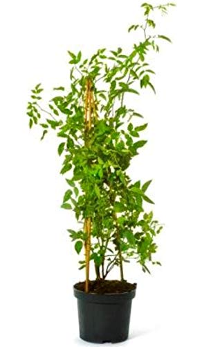 Hundsrose Rosa canina heimische Hagebuttenrose ca. 40-60 cm 3 Liter Topfballen