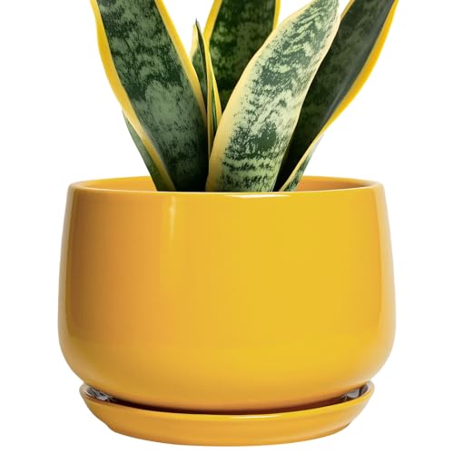 Best Ceramic Bonsai Pot 7 Inch