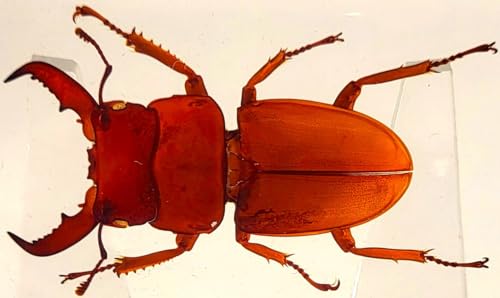 Image of 2.9 inch Real Golden Dorcus Titanus Platymelus Stag Beetle in Crystal Clear Lucite Resin Specimen Preserved Insect Taxidermy Collection for Biology Science Education & Desk Ornament Display Supplies