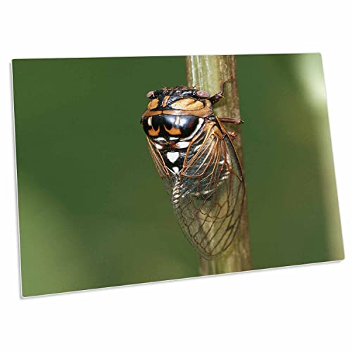 3dRose Prairie Cicada en tapete para escritorio