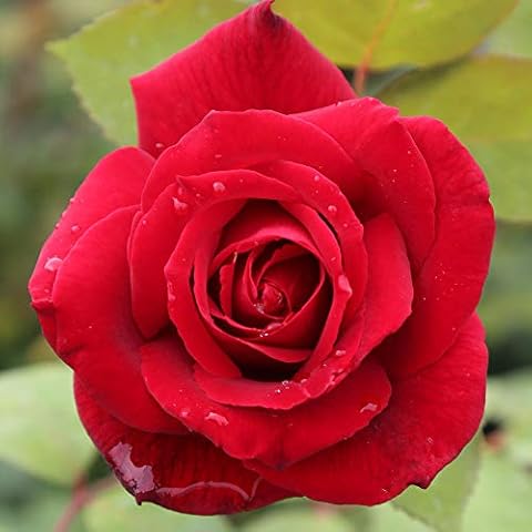 Heirloom Roses Rose Plant - Mister Lincoln® Red Rose Bush, Hybrid Tea Live Plant for Planting Outdoors Cover