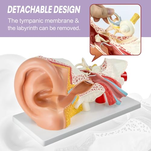 Image of 3X Magnification 4 Part Ear Anatomical Model Outer Middle Inner Ear Model for Medical Anatomy and Physiology Study Research Teaching Display with Base，Enlarged Human Ear Model Anatomy