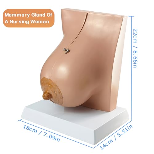 Image of NEW HORIZON Model of The Female Breast Human Breast Anatomy Model Lactation Teaching Nursing Trainning Education Tools for Medical Students and Teachers