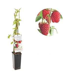 Rubus idaeus Autumn Bliss | rode herfstframboos | Ø 11 cm