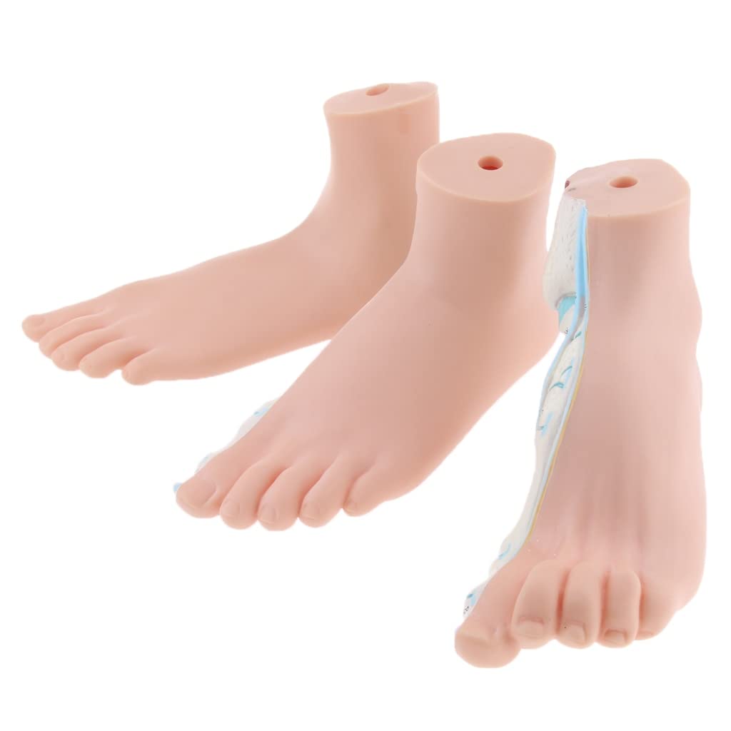 Modele Anatomiczne 3 Szt. Zestaw Ludzkiej Normalnej Płaskiej Wysklepionej Stopy Model Anatomiczny Pvc Anatomia Szkoła Materiały Laboratoryjne Do Nauczania Medyc,