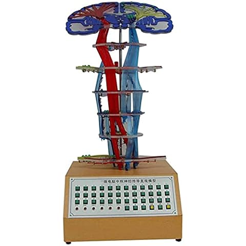 AQWESD Central Nerve Conduction Model Human Anatomy Model Microcomputer Electric Model Medical Anatomical Central Nerve Conduction Model Cover