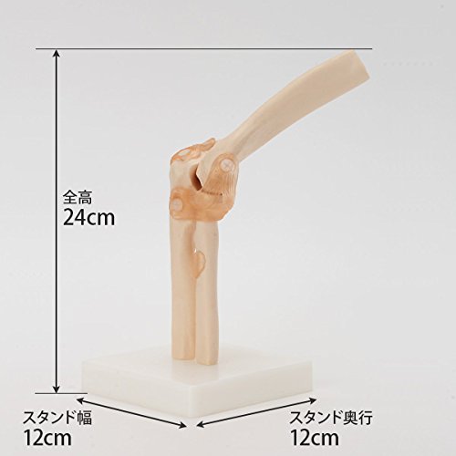 肘関節模型 骨格標本 スタンド付き 5点 Amazon.co.jp: 7ウェルネ 肘関節模型 実物大 [ 人体模型 骨格模型 骨格