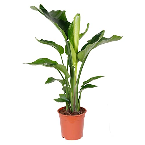 Bloomique - Strelitzia Nicolai - Strelitzie Pflanze - Paradiesvogel Pflanze - Paradiesvogelblume - Zimmerpflanzen Groß - Grünpflanzen Luftreinigend - Höhe 70-80 cm - Topf 17 cm Bloomique - Strelitzia Nicolai - Strelitzie Pflanze - Paradiesvogel Pflanze - Paradiesvogelblume - Zimmerpflanzen Groß - Grünpflanzen Luftreinigend - Höhe 70-80 cm - Topf 17 cm