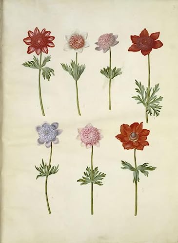 Affiche Toile Anémone Coronaria pour habiller un mur vide avec un portrait d'art 60x90cm