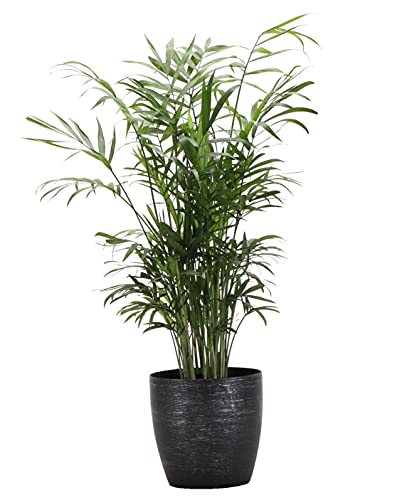 Thorsens Greenhouse Parlor Palm Plant Live Indoor Plant Neanthe Bella Palm Natural Air Purifier Easy to Grow Pet Safe Plant 4-inch Diameter Pot (Brushed Silver)