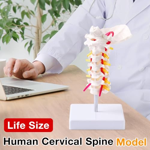 Image of Japard Cervical Spine Model with Cervical Vertebrae, Cervical Nerves, Vertebral Arteries & Occipital Plate for Medical Education, Life Size Human Cervical Spine Model for Anatomy