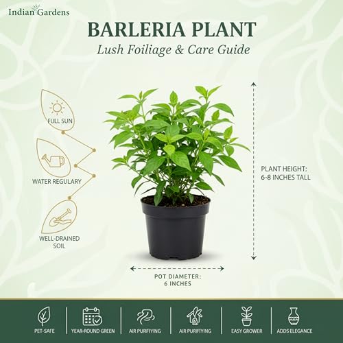 Image of Indian Gardens - White Colour Barleria cristata /Decemeber flower plant with 6 inch White Pot