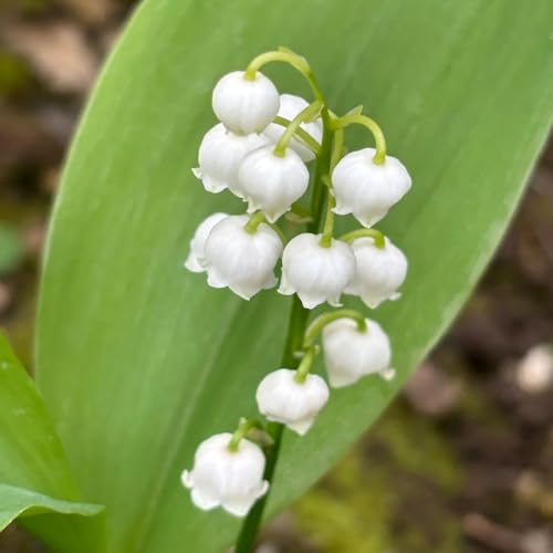 bulbos de lirio de los valles - perennes resistentes exterior invierno temprana 22pcs