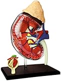 ★ Diseño único: el diseño transparente único le permite observar claramente la estructura de los órganos renales del cuerpo humano. se puede utilizar como una referencia detallada sobre la estructura de los órganos proporcionando la máxima ayuda para su conocimiento e investigación.