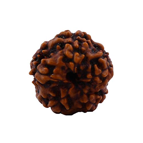 The Millennium Gallery Real Ak Mukhi Rudraksha Original Certified Genuine 1 Mukhi Nepali Gol Dana Rudraksha Beads Blessed By Lord Shiv एक मुखी रुद्राक्ष ओरिजिनल नेपाल गोल दाना One Face Round Rudraksha