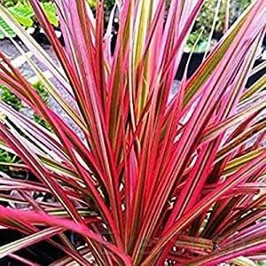 EverSneh Real Live Dracaena Marginata Colorama Live Plant Air Purifying Edged Dracaena Plant With Plastic Pot (B0BT1CRZYX) Amazon Price History, Amazon Price Tracker