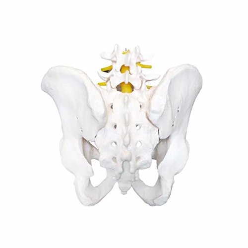 Anatomical Human Pelvis Model with Lumbar Vertebrae - Medical Skeleton Anatomy