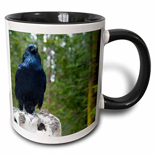 3dRose USA, California. Ravens in the Sierras 11oz Two-Tone Black Mug