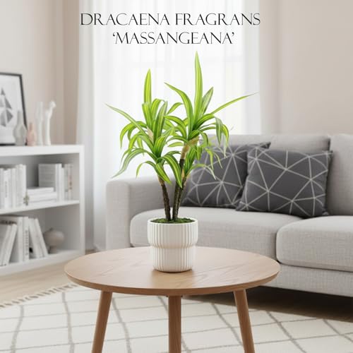 Image of KARP Artificial Potted Plants, 45Cm Height Faux Dracaena Fragrans Massangeana Plant with White Pot Home Decor, Indoor Artificial Ornamental Plants for Living Room, Office Desk & Bathroom, Decorative