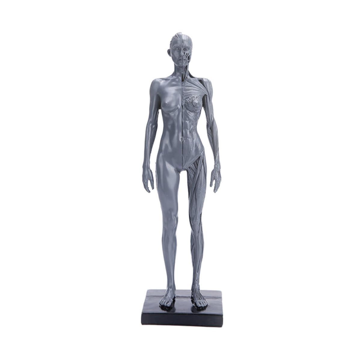 Modèle anatomique corps humain haute précision pour comprendre les muscles - 8