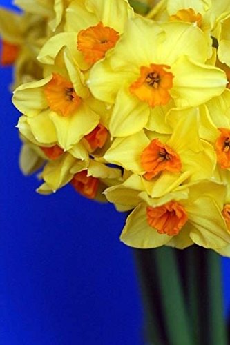 Daffodils: Notebook, 6 x 9, 150 Lined Pages, Softcover