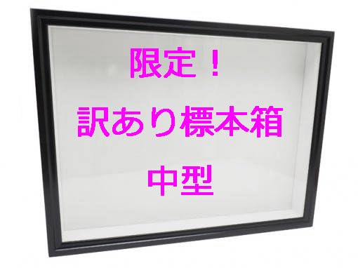 Amazon | 【訳あり限定特価品】中型ドイツ型標本箱※説明文を読ん