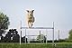 AnimoConcept Agility Run PVC -Trainingssicherung für Hunde