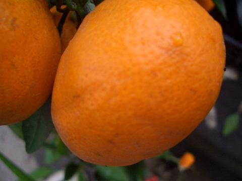 Amazon.co.jp: みかん 苗木 【興津早生温州みかん】 3年生接木大苗