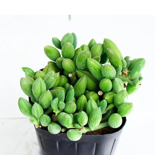 [World Fantasy Garden] c A A[hlbNX 1 2.5`3 y͂z ϗtA Senecio rowleyanus 񂹐A  q  鐫