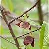 Asimina triloba 1216 Indian Banana 80-100 cm Garden Plant