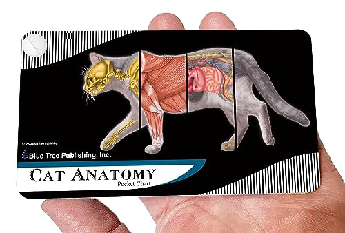 Cat Veterinary Anatomy Pocket Charts, Anatomy & Veterinary Physiology Feline Workbook -30 Pages - 5." x 3" - for Vet Nurses and Students