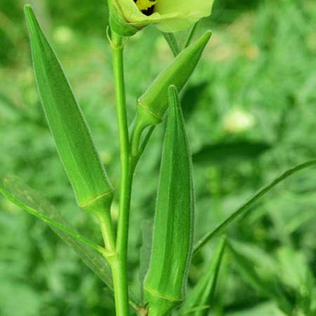 Creative Farmer Vegetable Seeds Bhendi Seeds - Ladies Finger Seeds Hybrid Seeds For Gardening Home Garden Seeds (B07N482L3X) Amazon Price History, Amazon Price Tracker