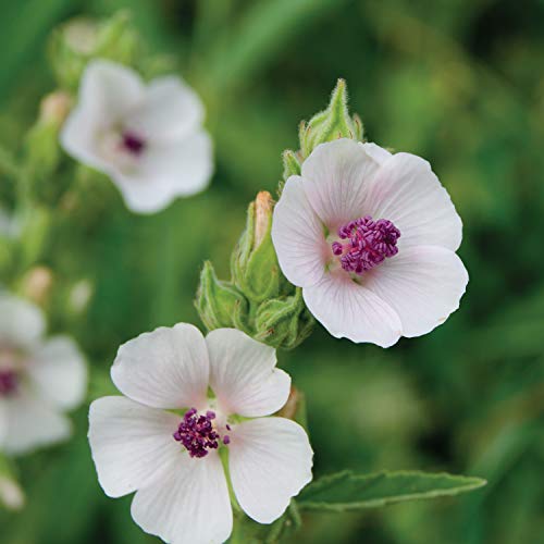 Marshmallow Root, Cut & Sifted, Non-irradiated | Bulk Bag | Althaea officinalis L. (1 Pound)