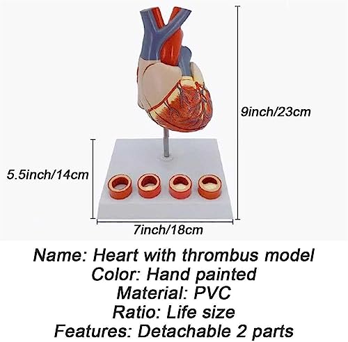 Modelo de corazón humano tamaño real de 2 piezas desmontables 3