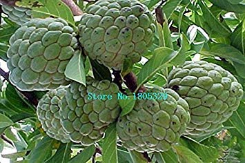 Homely 100 Seeds/Pack Soursop Seeds, Graviola, Annona Muricata, Annonacin, Professional,Heirloom Fruit Seeds, Mysterious Gift Bonsai Seeds