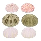 Ipetboom Sea Urchin Decors Aquarium Decorations 6Pcs Natural Sea Urchin Shells for Fish Tank Ornaments Desktop Home and Office D Cor Multicolor 2.36X2.36X1.57In