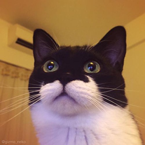 バットマンみたいな柄が可愛い 飼い主さんを添い寝待ちする猫 ギズモさん の枕カバーが登場 Cat Press キャットプレス