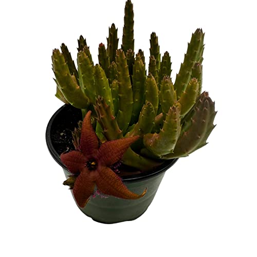 Stapelia Schinzii, 4 Inch Rare Huernia, Stapeliad Orbea Unique Flowering Asclepiads #TOP7