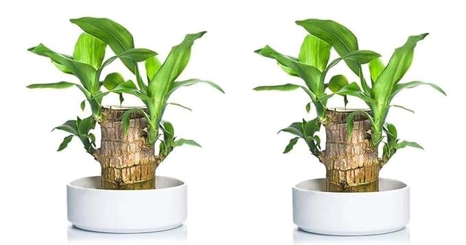 SEINONS Brazilian Lucky Wood Potted Plant With Plastic Pot | Lucky Brazilian Wood Plant for Living Room | Feng Shui Plant (Pack of 2) (B0DH7Q5X76) Amazon Price History, Amazon Price Tracker