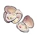 JNMM Freshwater Pearl Oyster Cultured Love Wish Round Pearls Various 10 Shining Meaningful Color, Oysters with Pearls Inside (6-8mm, 10 PCs/lot)