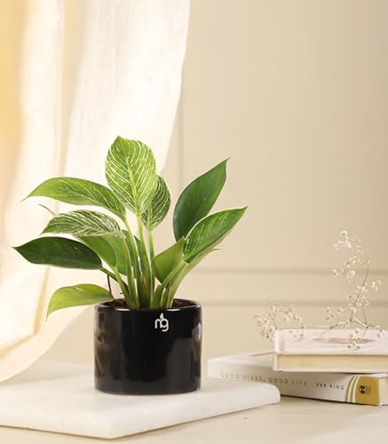 Image of Nurturing Green Combo of 2 Black Ceramic Pots for Plants | Indoor Flower Pots (Size: 3.5 Inch Wide*2.8 Inch High)