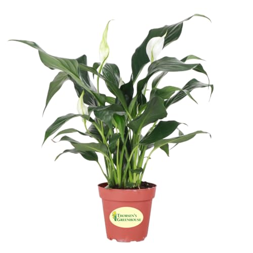 Thorsen's Greenhouse Live Peace Lily Plant, Spathyphylum, Low Light, Natural Air Purifier Live...